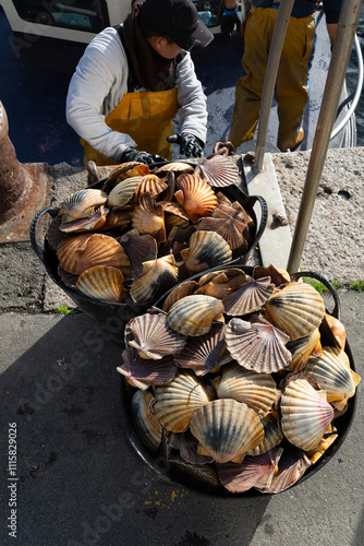 Fotografía Fishermen unload scallops in the port of Cambados, Galicia, bivalve, seafood