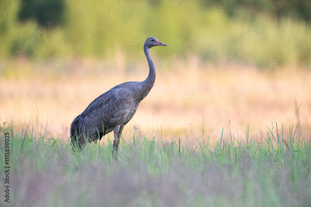 Fototapeta premium A young crane standing in a meadow on a summer morning