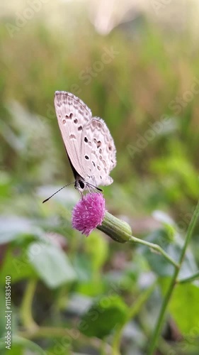 butterfly on pink flower