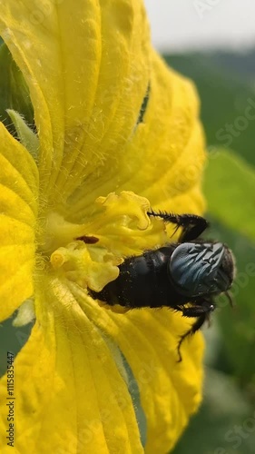 Belvosia is a genus of flies in the family Tachinidae