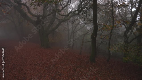 Foggy autumn forest scene with an eerie look back through the mist