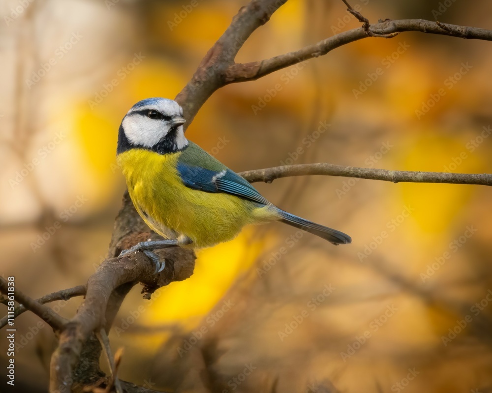 Fototapeta premium Blue Tit