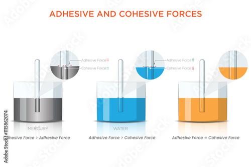 Adhesive and Cohesive Forces Experiment with Mercury, Water, and Glass Tube
