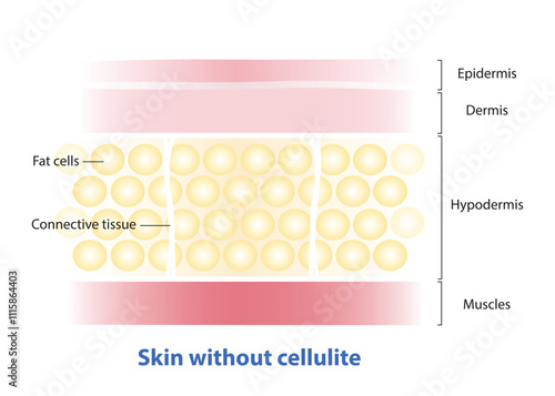 Formation of skin without cellulite vector illustration isolated on white background. Cross section of skin smooth without cellulite, fatty deposits and regular texture. Skin care and beauty concept.