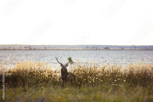 野付半島と野生の鹿