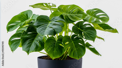 Vibrant potted indoor plant with lush green foliage, perfect for enhancing interior spaces with a natural and fresh touch photo