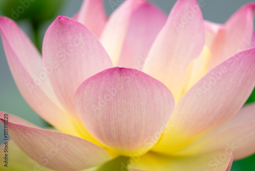 Beautiful pink lotus close up