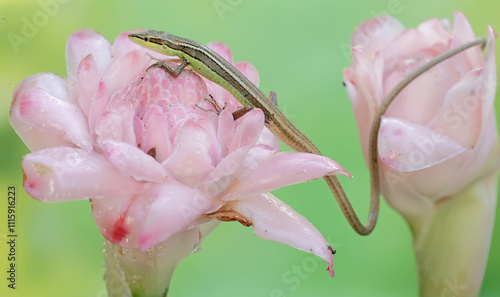 A long-tailed grass lizard basks in the morning before starting its daily activities. This long-tailed reptile has the scientific name Takydromus sexlineatus. photo