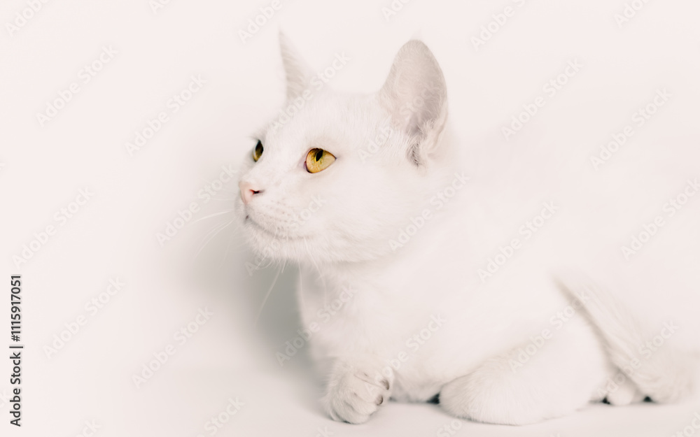Obraz premium portrait of a white cat with yellow eyes close up on a light background
