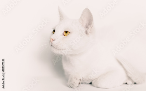 Wallpaper Mural portrait of a white cat with yellow eyes close up on a light background Torontodigital.ca