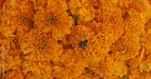 Marigold flowers top view isolated in a bunch on display