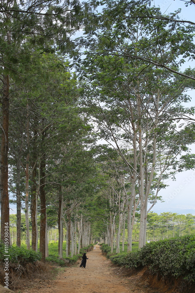 Fototapeta premium a straight road with trees beside it