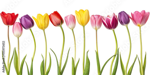 Colorful Tulips Vibrant Floral Photography for Spring Decor high Resolution 4K image Download photo