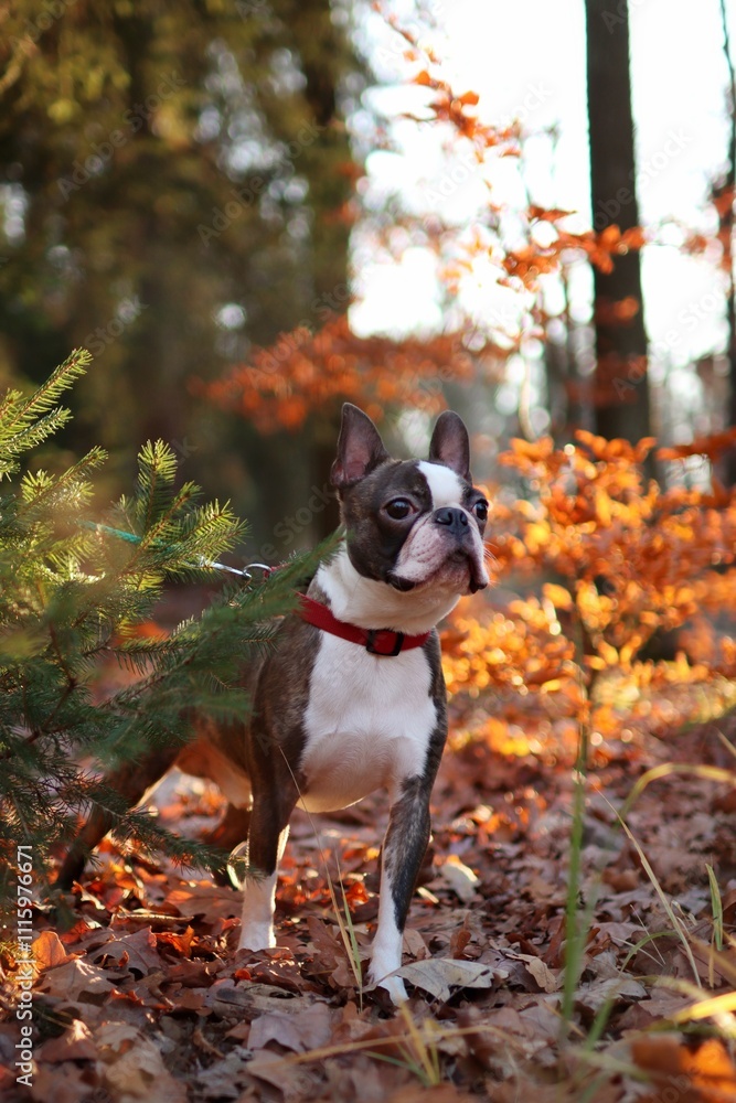 purebreed adult Boston terrier posing in autumn forest at sunset purebreed adult Boston terrier posing in autumn forest at sunset