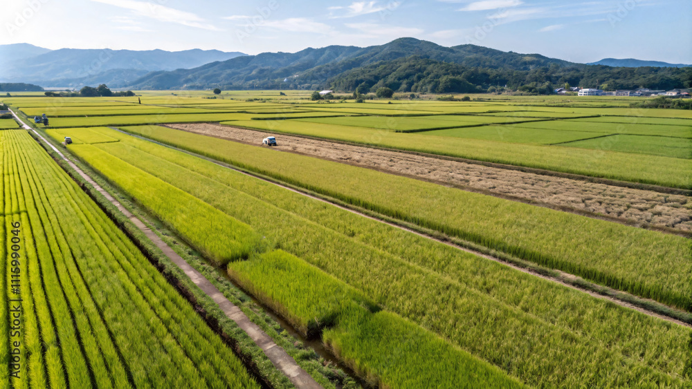 Lush green rice fields stretch across landscape, showcasing agriculture beauty Lush green rice fields stretch across landscape, showcasing agriculture beauty