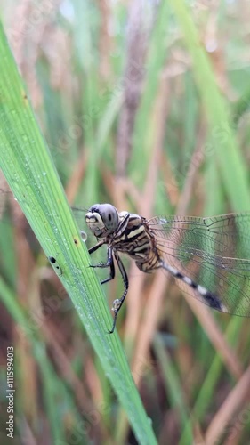 dragonfly is a flying insect belonging to the infraorder Anisoptera below the order Odonata