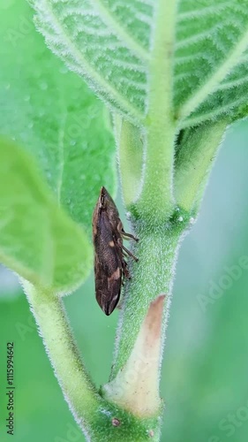 The superfamily Cercopoidea, some members of which are called froghoppers and still others known as spittlebugs, are a group of hemipteran insects in the suborder Auchenorrhyncha