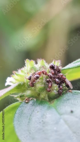 Dolichoderus is a genus of ants found worldwide
