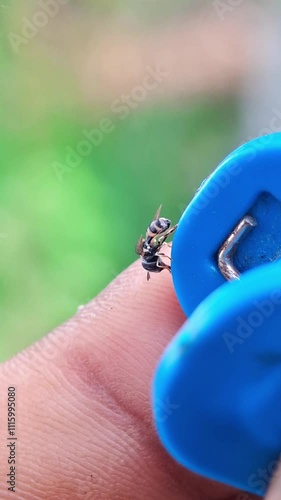bug on a blue background