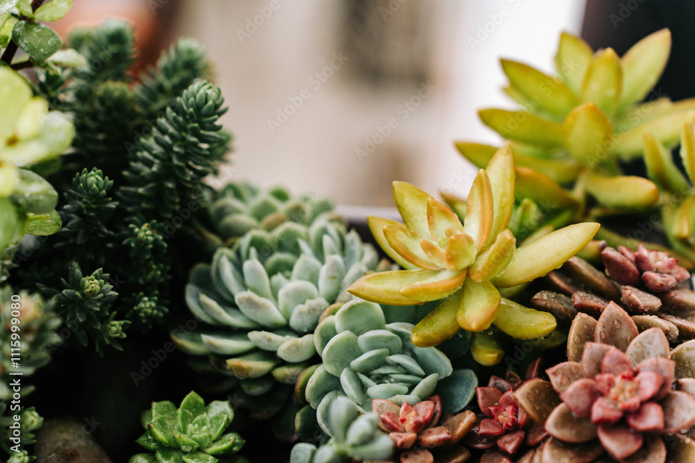 Fototapeta premium Collection of various multicolored succulent plants. Succulent garden in a balcony pot outdoor