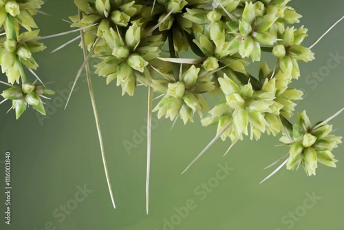 Close-up of Spiny-head Mat-rush (Lomandra longifolia) flowers and spines. Native Australian plant. photo