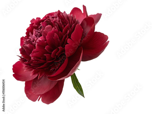 Fototapeta Naklejka Na Ścianę i Meble -  Dark red peony isolated on white background.AI GENERATED
