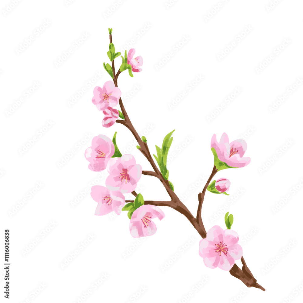 Flowers, cherry blossom branch Chinese cherry illustration Flowers, cherry blossom branch Chinese cherry illustration