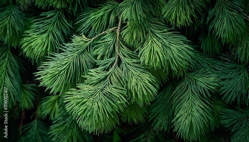 a closeup of lush green cedar leaves