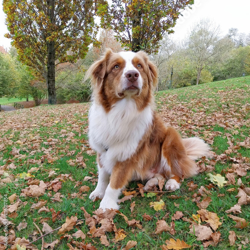 Australian Shepherd in a park in autumn photo