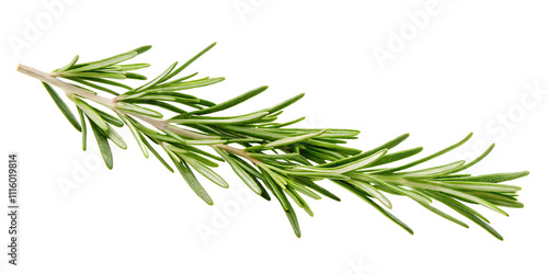 green twig of rosemary PNG, isolated on white background.AI GENERATED