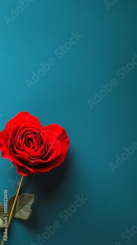 Bright red rose on teal background showcasing natural beauty and elegance