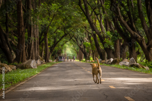 Rain tree tunnel at Kanchanaburi Thailand. photo