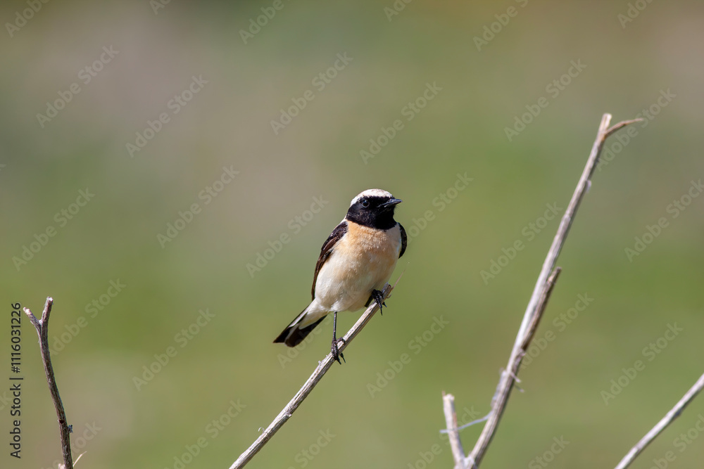 Western black-eared wheatear - Oenanthe hispanica - at your innkeeper