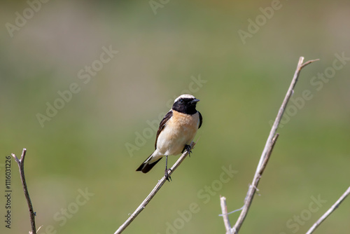Obraz na płótnie Western black-eared wheatear - Oenanthe hispanica - at your innkeeper w salonie