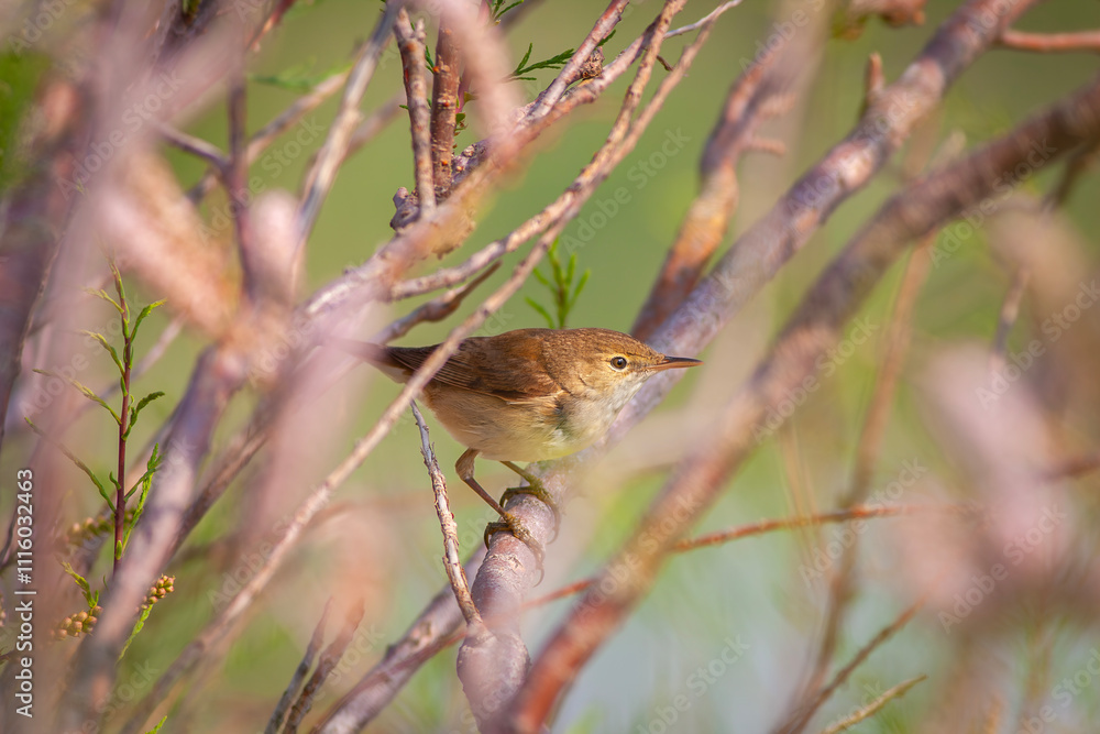 A European Reed Warbler (Acrocephalus Scirpaceus) singing among pink tree branches