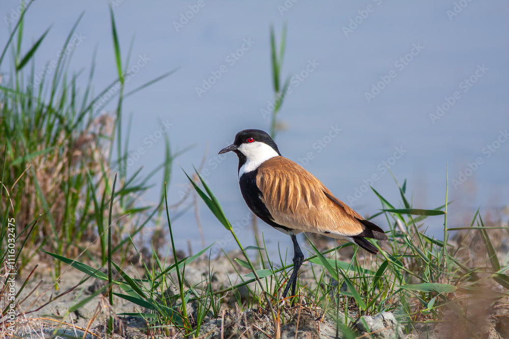 Large bird feeding in its natural environment, Vanellus spinosus, Spur-winged lapwing
