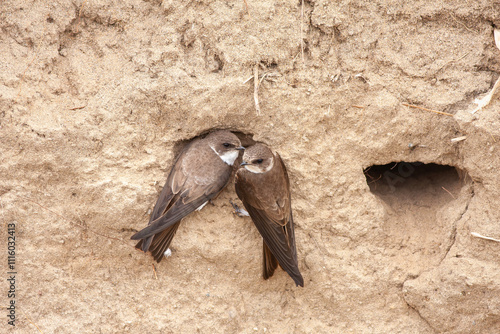 Close-up pair of terns busy building a nest, sand martin breeding, riparia riparia