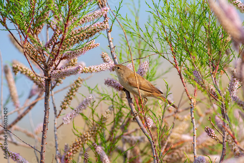 Obraz na płótnie A European Reed Warbler (Acrocephalus Scirpaceus) singing among pink tree branches w salonie
