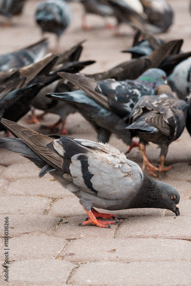 Fototapeta premium Flock of Pigeons foraging on a city sidewalk