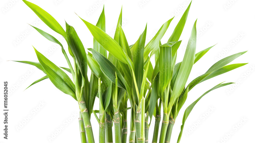 Obraz premium A cluster of vibrant green bamboo shoots, symbolizing growth and resilience.