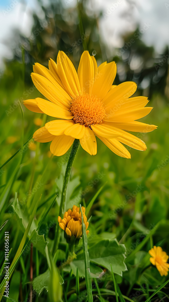 Obraz premium Yellow flower is in a field of green grass.