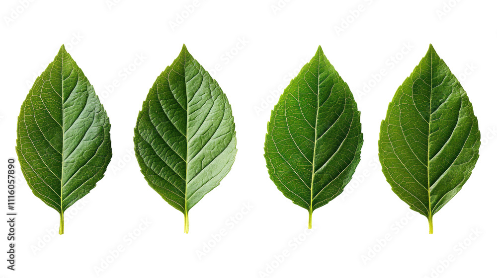 A collection of four green leaves showcasing different shapes and textures, ideal for botanical studies or design inspiration. A collection of four green leaves showcasing different shapes and textures, ideal for botanical studies or design inspiration.