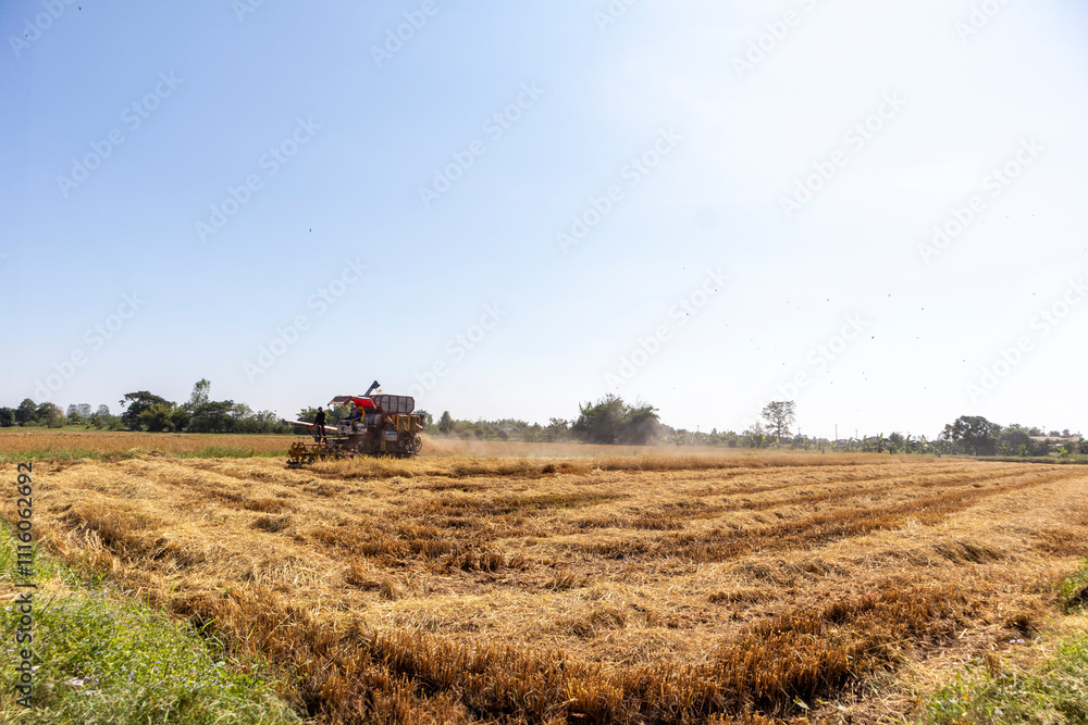 Fototapeta premium Harvest machine in golden Rice field 