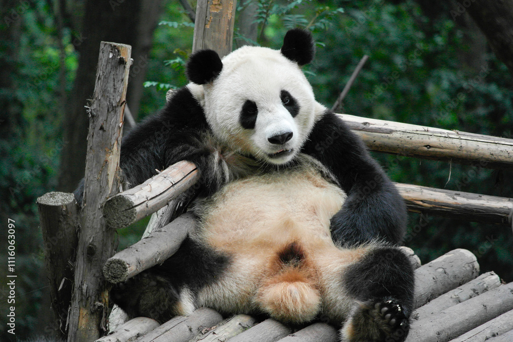 Fototapeta premium panda