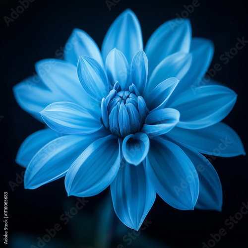A vibrant blue blossom with delicate petals arranged in layers, standing alone, simple elegance