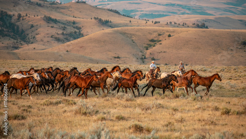 American Quarter Horse ranch in Montana ,Jingling the cavvy/herd at dawn