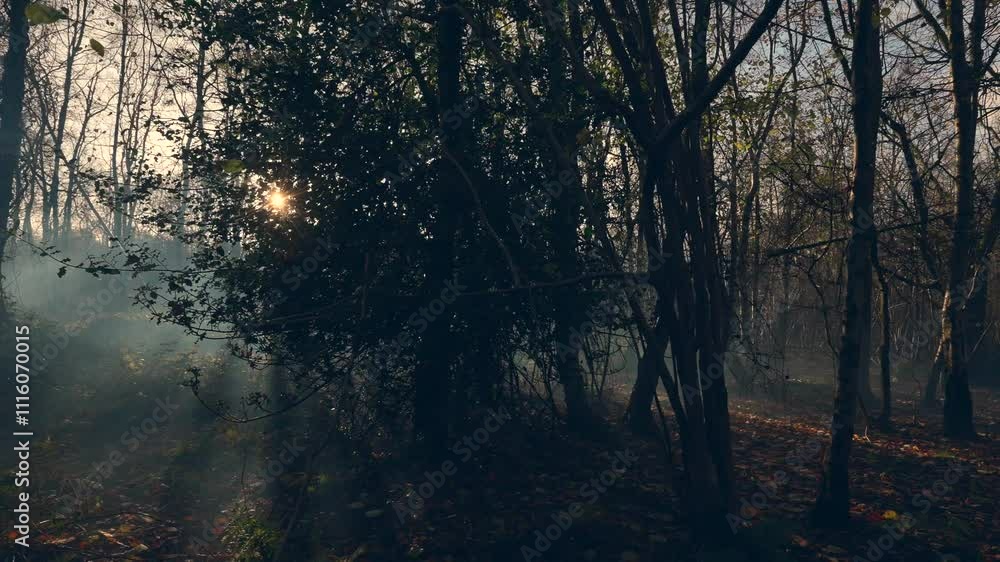 Sunlight-bathed misty woodland with golden rays piercing through trees and deep shadows Sunlight-bathed misty woodland with golden rays piercing through trees and deep shadows
