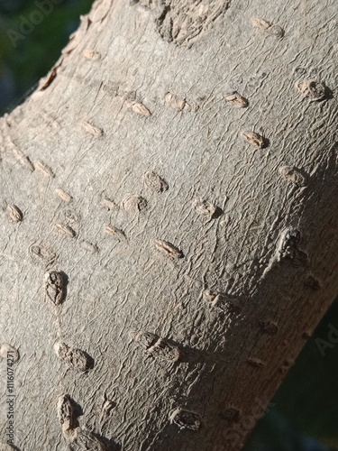 trees with horizontal lenticels on bark or lenticels on bark or lenticels on setm	 photo