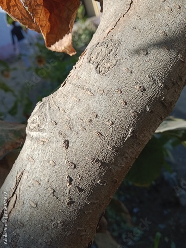 trees with horizontal lenticels on bark or lenticels on bark or lenticels on setm	 photo