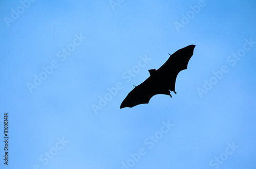 Chauve sourie, roussette, pteropus sechellensis, Seychelles photo